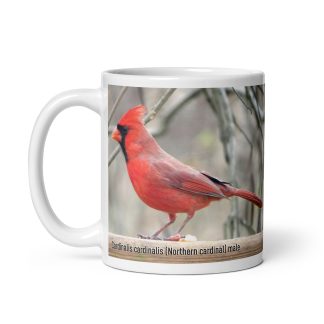 Cardinalis cardinalis (Northern cardinal) mug