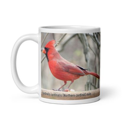 Cardinalis cardinalis (Northern cardinal) mug