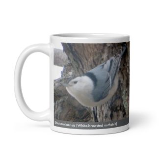 Sitta carolinensis (White-breasted nuthatch)