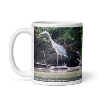 Ardea herodias (Great blue heron)