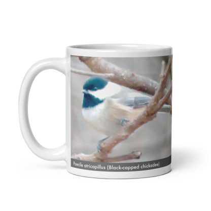 Poecile atricapillus (Black-capped chickadee) mug